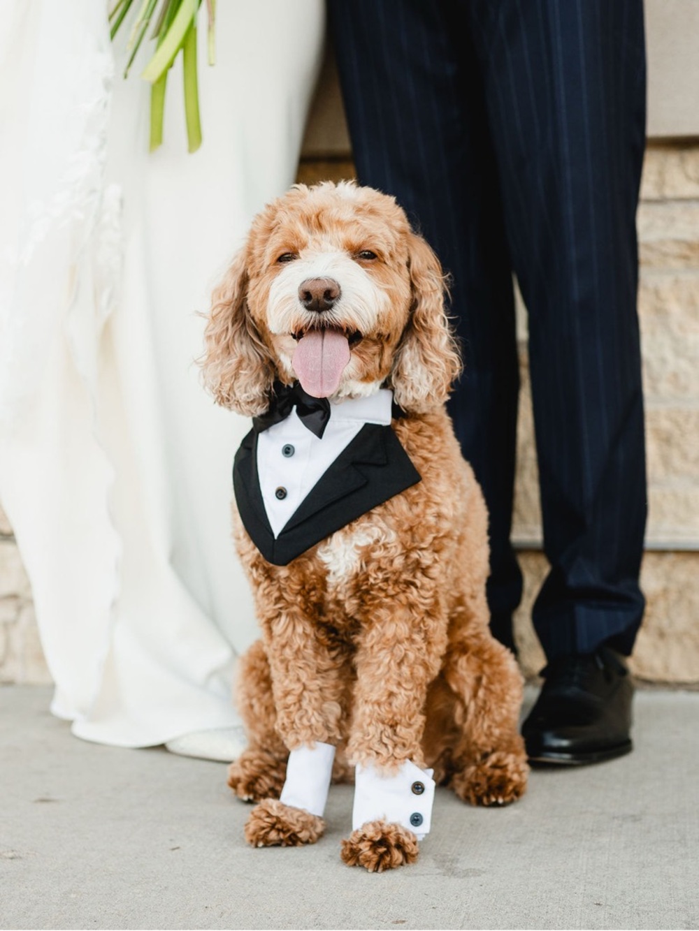 Black and White Dog Tuxedo Bandana with Cuffs